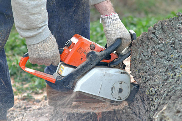 Best Tree Cabling and Bracing  in Sheboygan, WI